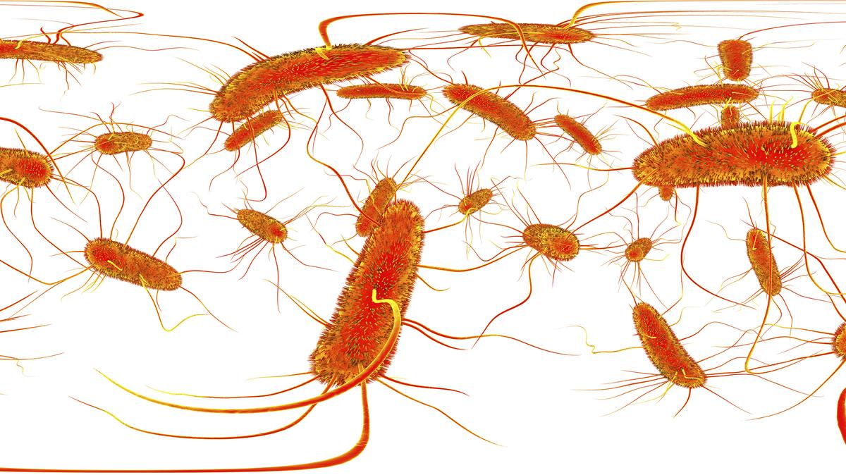 Salmonella causes about 1.2 million illnesses and 450 deaths in the U.S. every year, according to the CDC. (Kateryna Kon/Dreamstime/TNS)