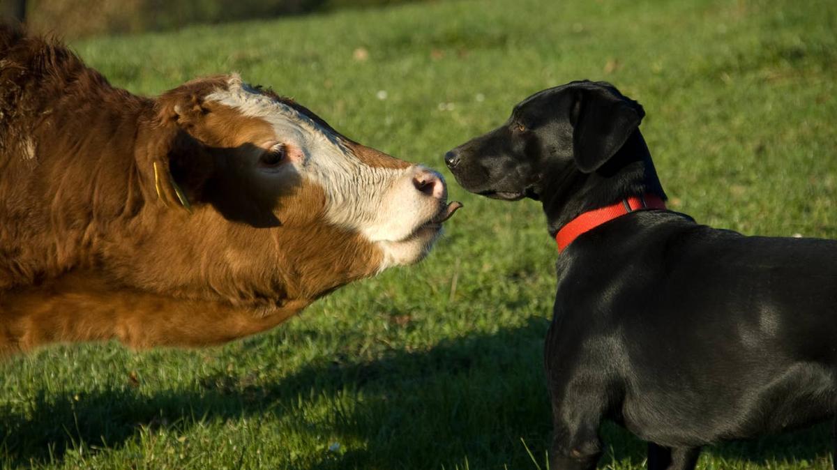cow and dog. 