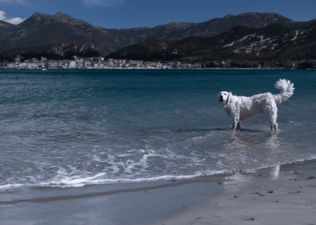  Canva 