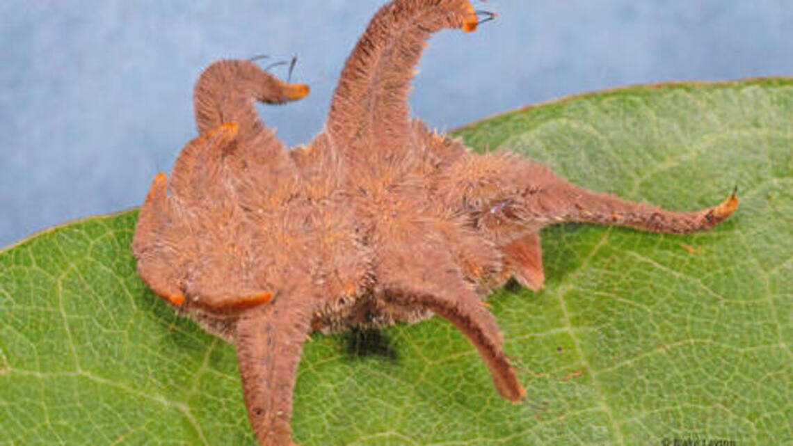 A fright in the foliage: Stinging Caterpillars