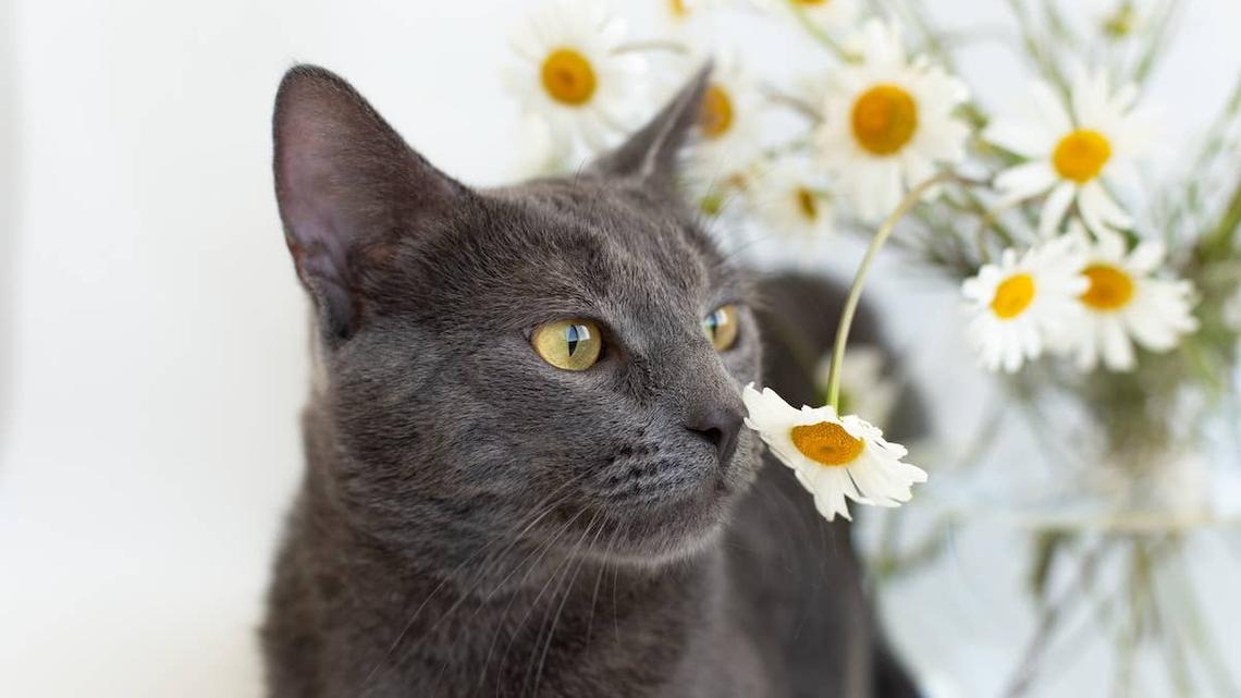 Sweet Gray Cat Picks a Flower From the Garden and Does Something Unexpected 