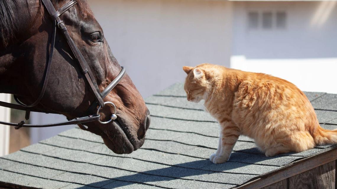 horse and orange cat. 
