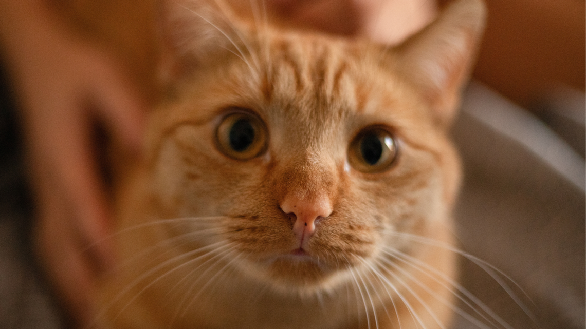 Orange Cat Surrendered for Being 'Too Shy and Scared' Just Wants to Be Loved 