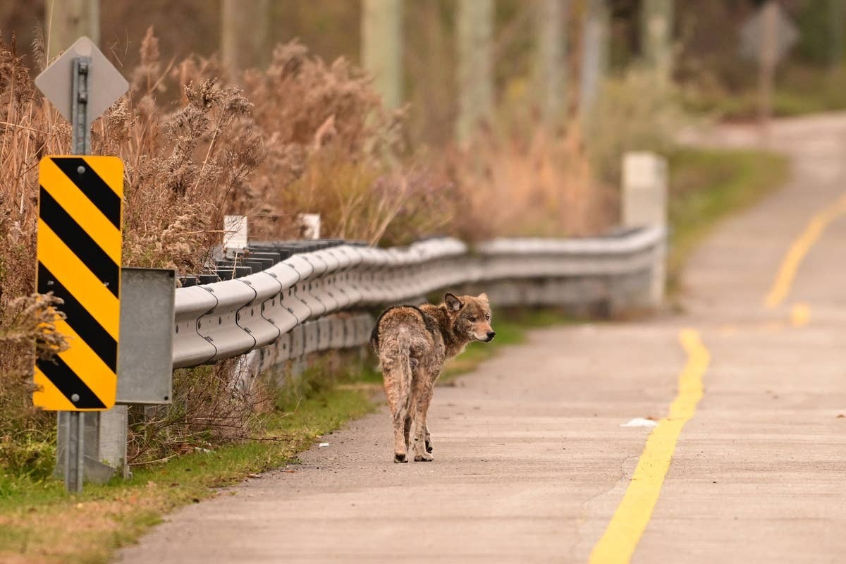  Coyotes are highly adaptable and often move through suburban areas.