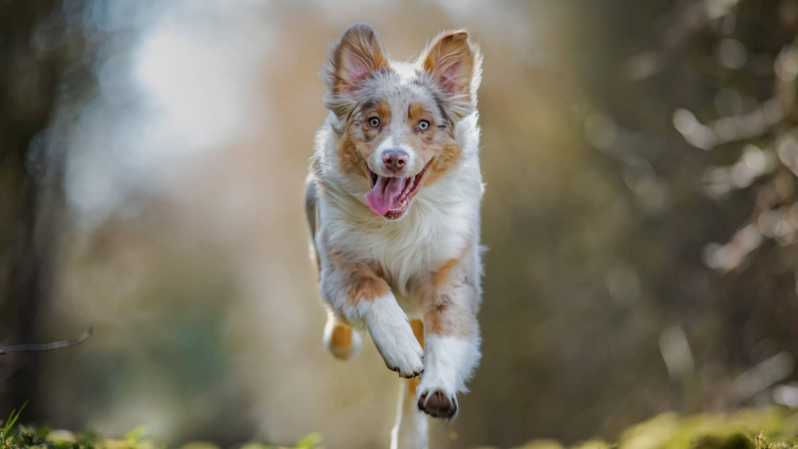 Australian Shepherd Who's ‘Half Basketball' Gets the Funniest Traits From His Other Side 