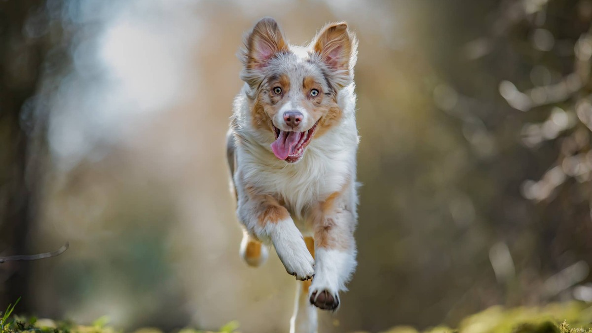 Australian Shepherd Who's ‘Half Basketball' Gets the Funniest Traits ...