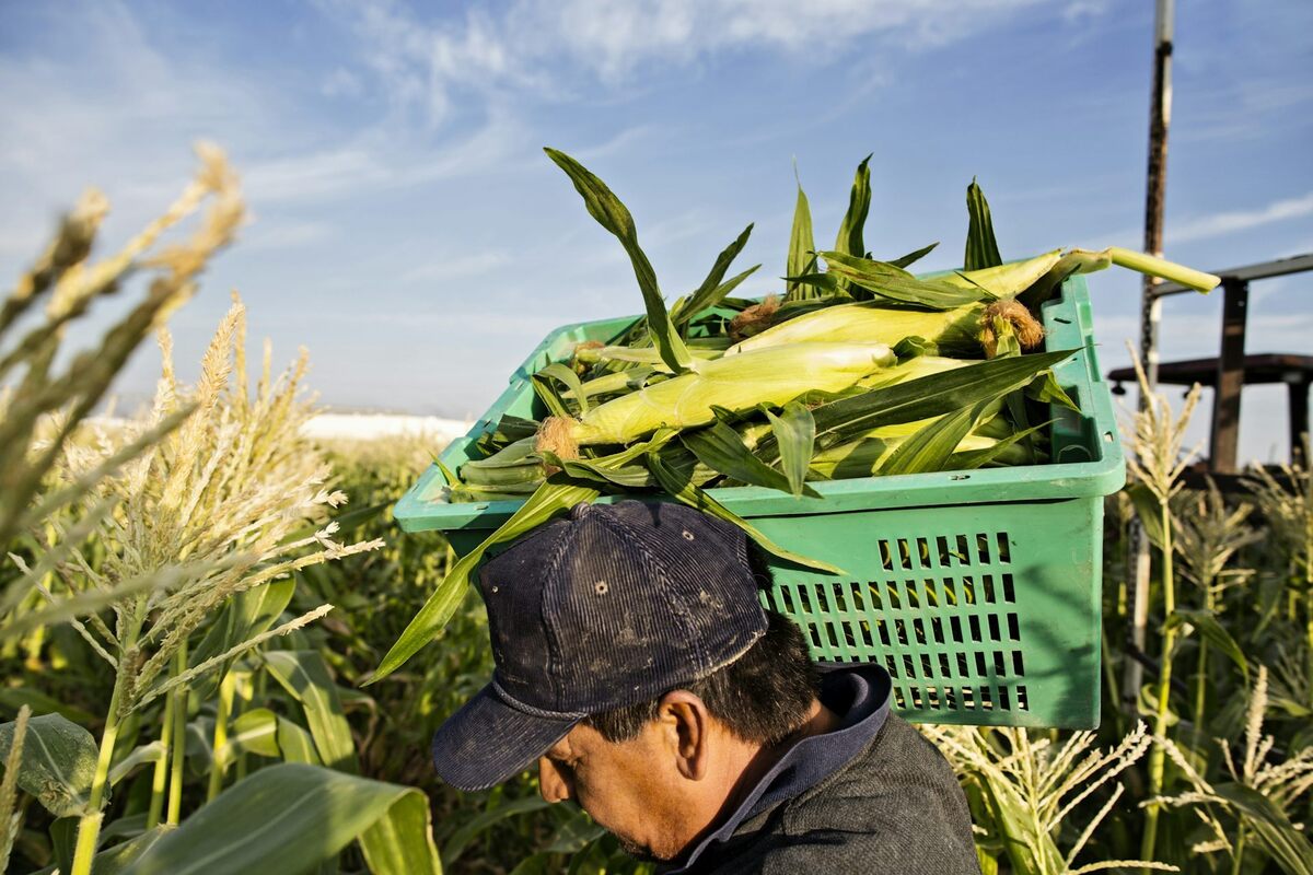  A worker carries a crate of freshly picked corn through the field. Immigrant workers make up a large share of the U.S. agricultural workforce. Hill Street Studios/DigitalVision via Getty Images 