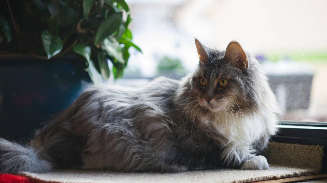 Senior Cat Who Demands Extra Butter on Her Mashed Potatoes Is Deeply Relatable 