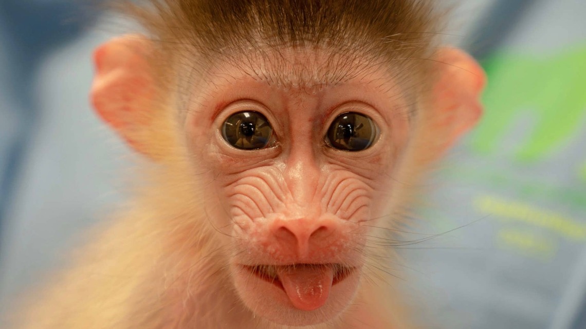 Memphis Zoo Celebrates an Adorable First After Welcoming Its Newest Baby Mandrill 
