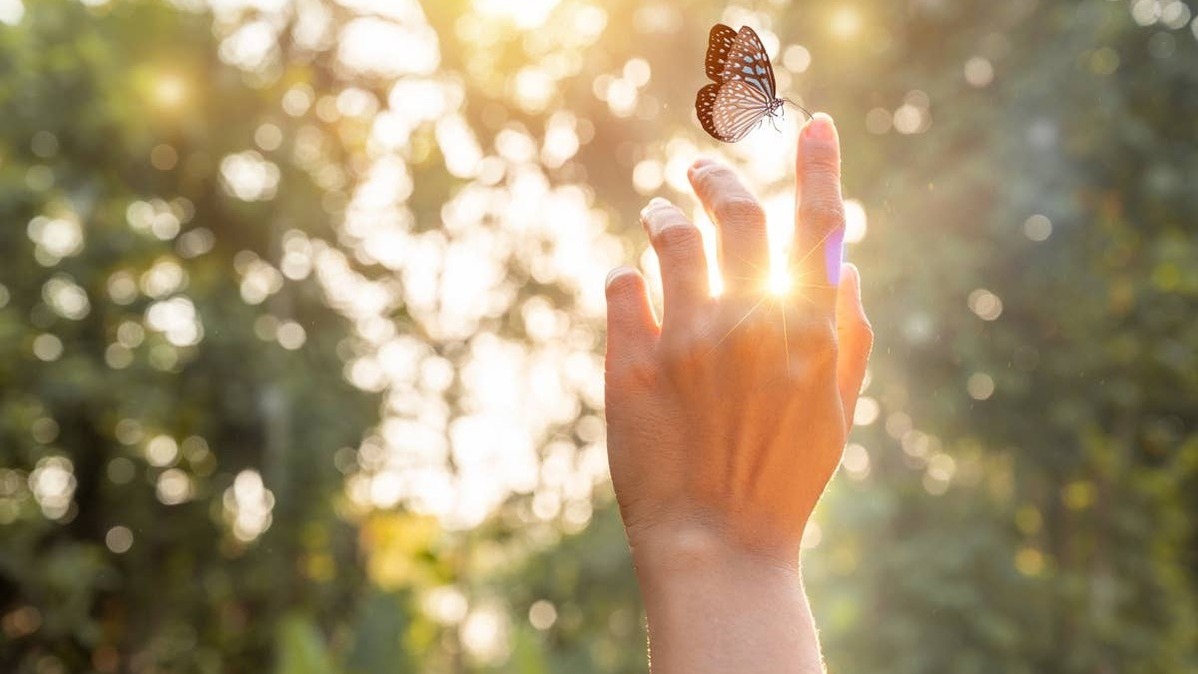 A butterfly drifting through the air can feel like more than just a beautiful moment in nature. 