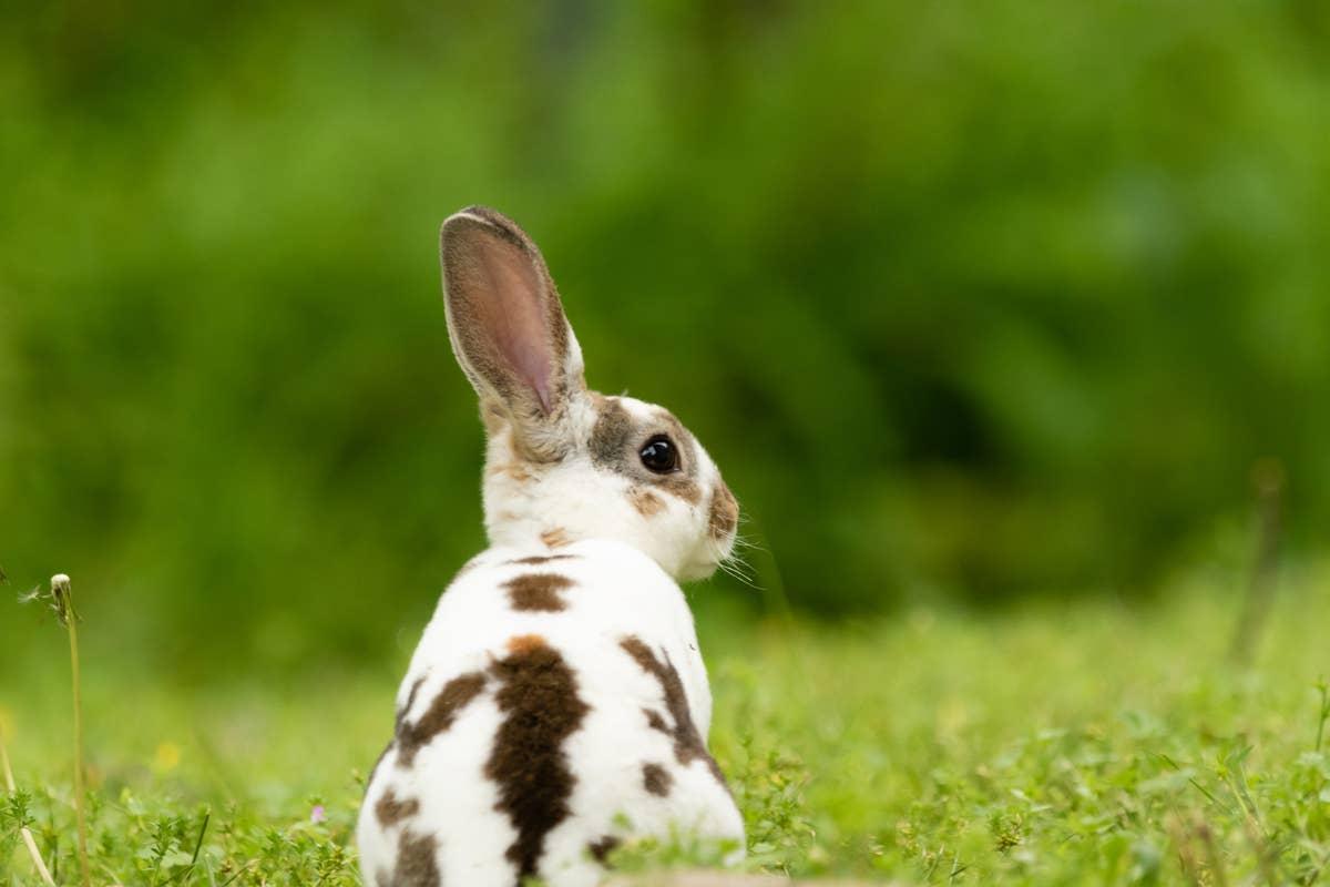  A small pet rabbit sitting in the grass.