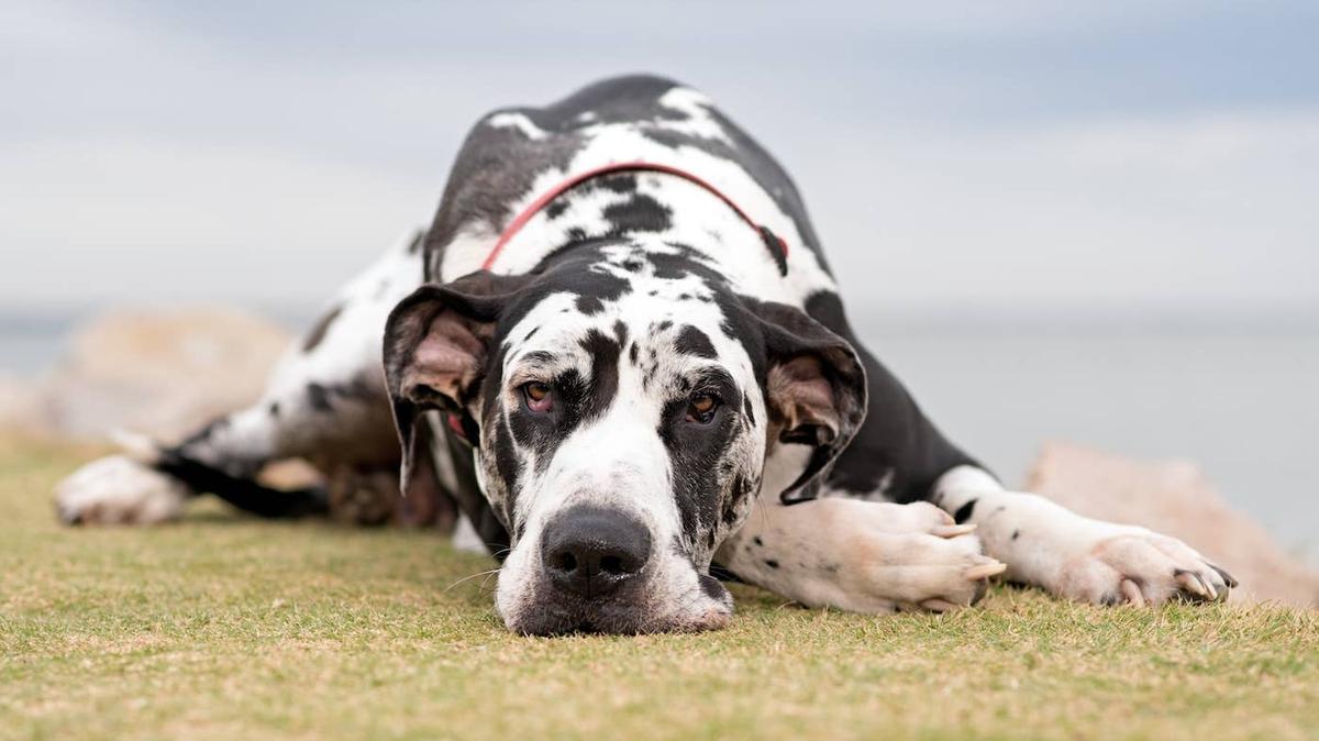 Great Dane looking out at the ocean.
