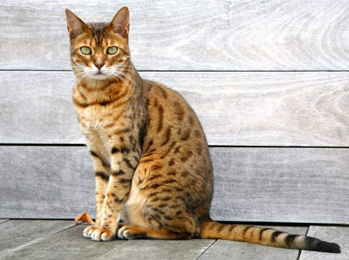  An adventurous Bengal cat who is a great pet for October birth months.