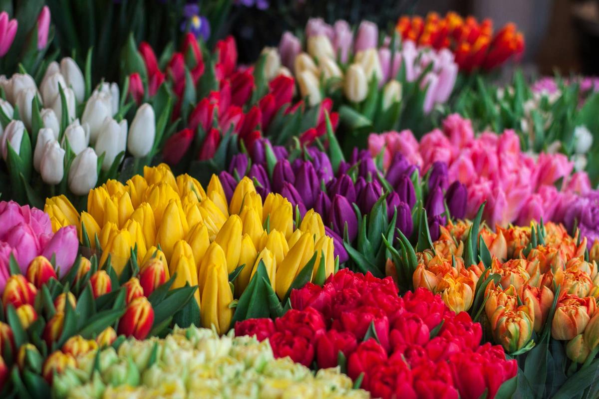  Groups of tulips.