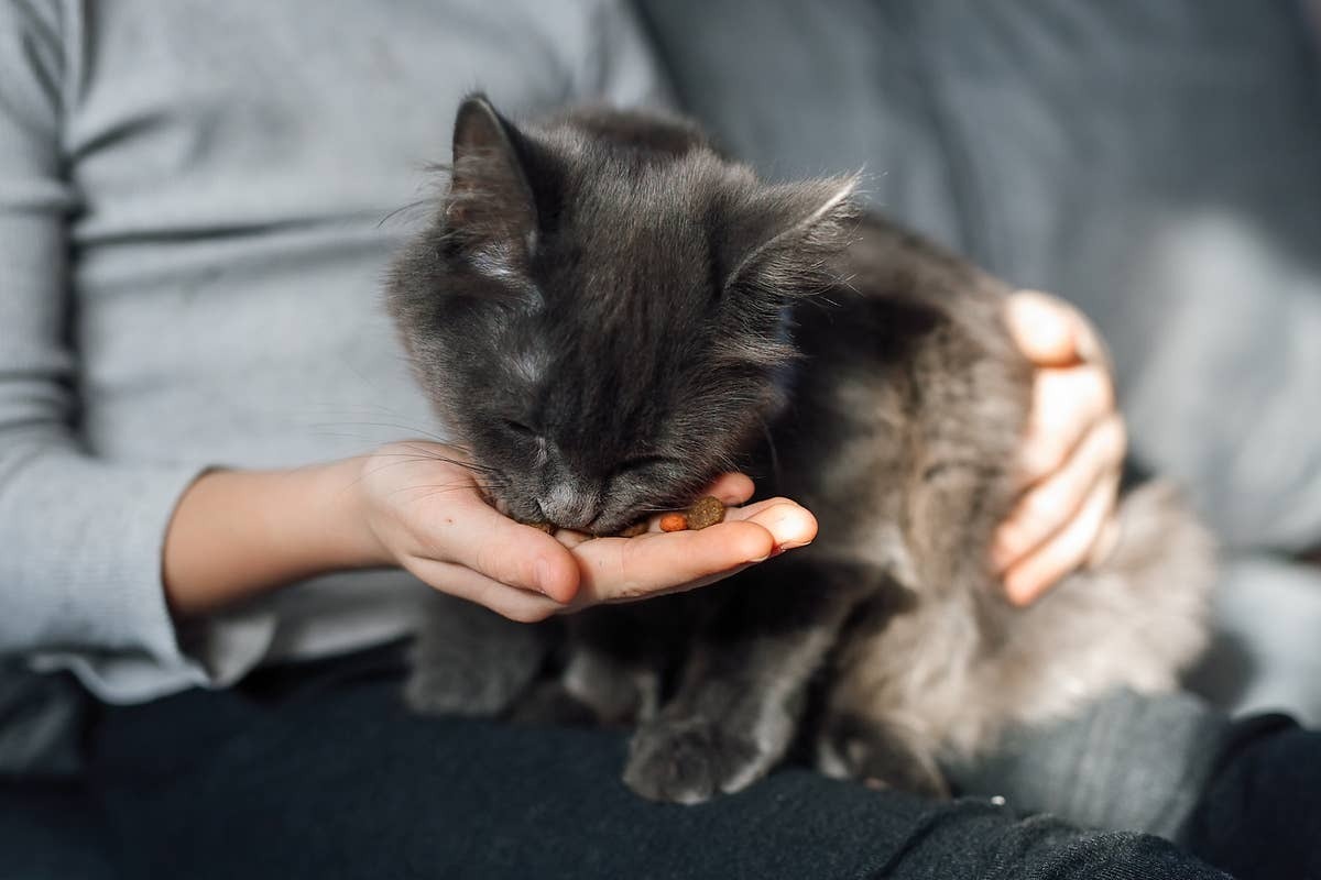  By making your home calm, your cat will know you love them.