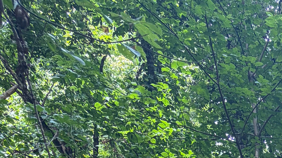 Why Nettelroth Bird Sanctuary is a Louisville birder's paradise 