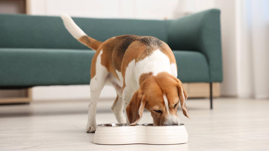 Beagle dog eating from bowl.