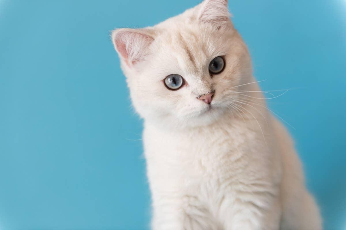  A white cat with beautiful light blue eyes.