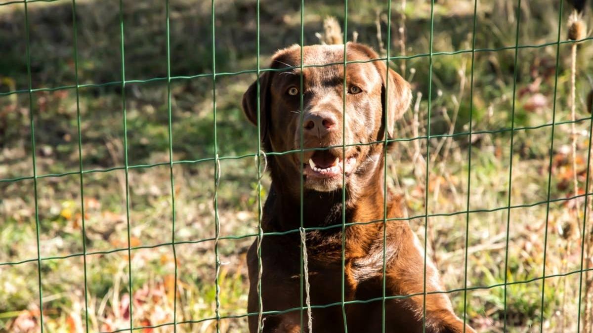 Brown Labrador Retriever standing up behind a garden fence. 