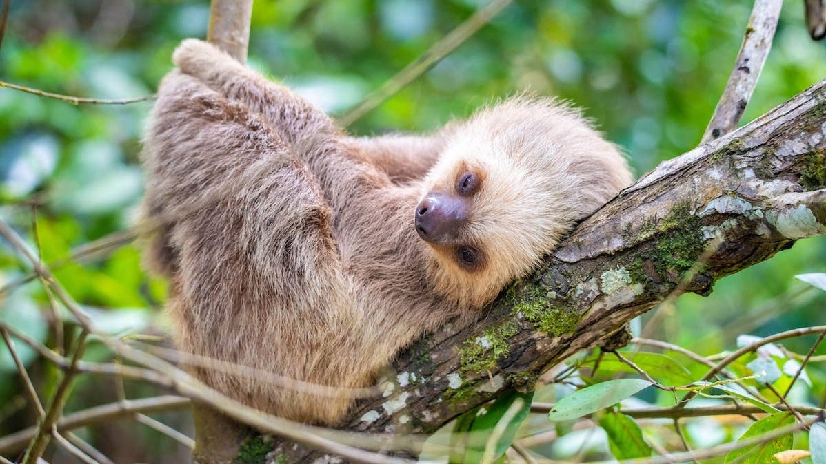 Baby 2-toed sloth lounging in tree. 
