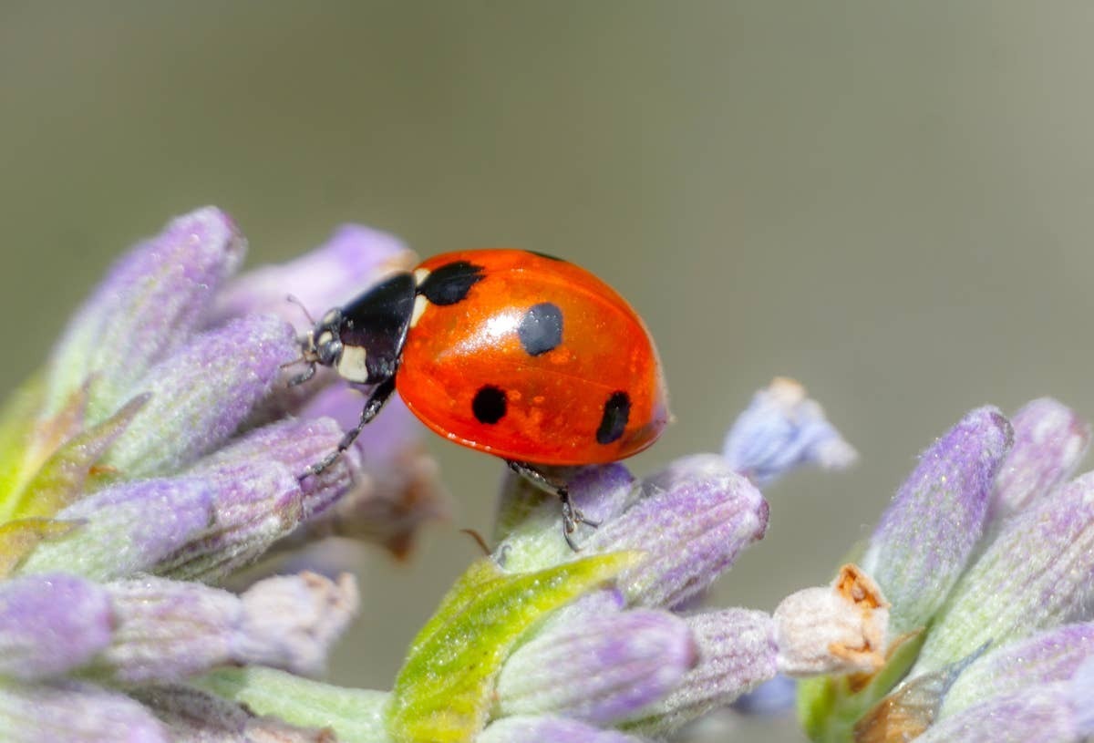  Seeing ladybugs in your yard may mean more than you think.