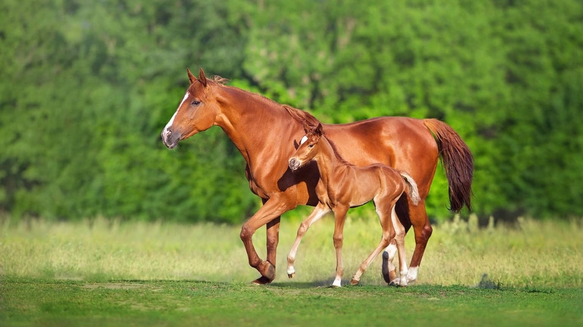 Mama Horse Turns Into a Mama Bear During Her Foal's First Time Outside And Tries to Kick Everyone in Sight 