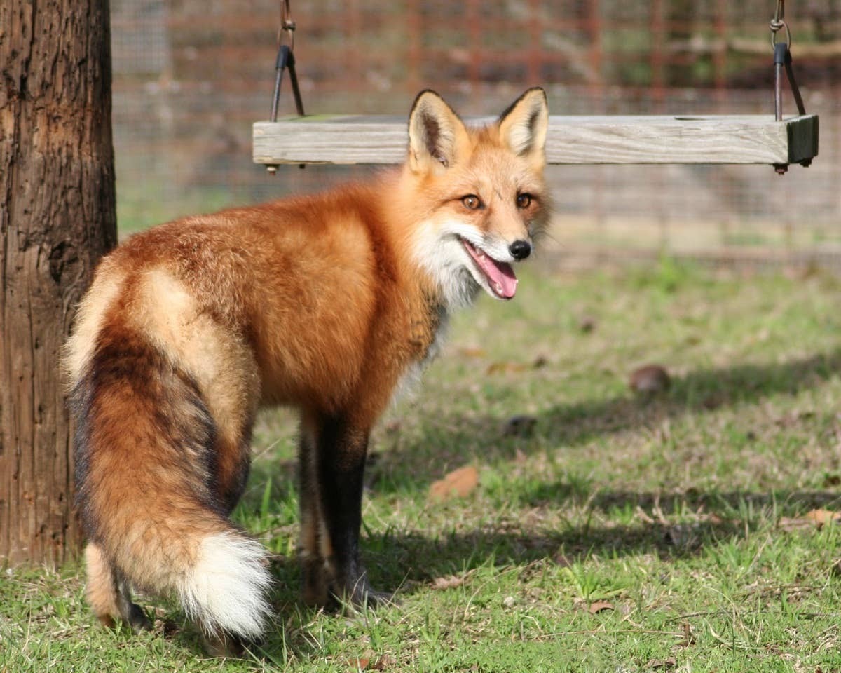  A fox in a backyard exploring.