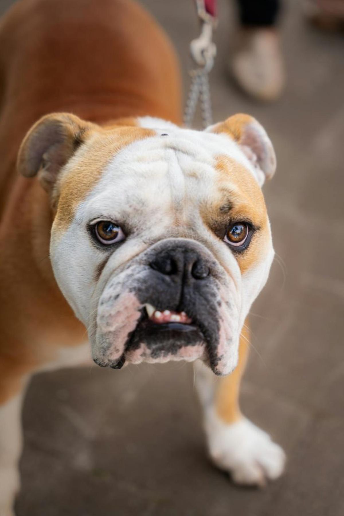  (Photo by Teja J via Pexels) 