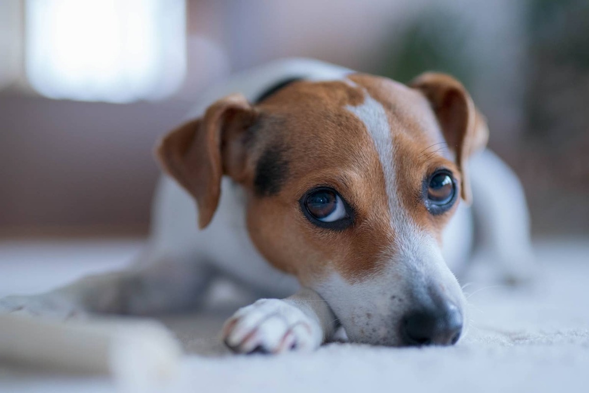  A small brown-and-white dog resting on the floor.