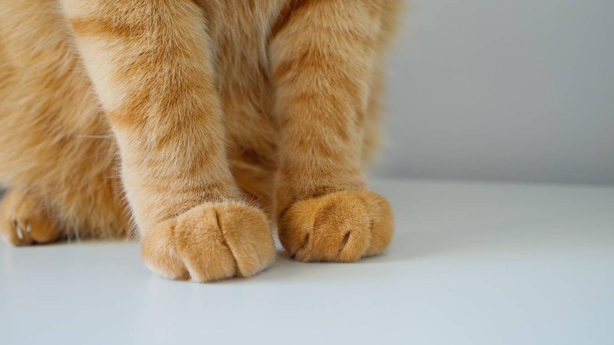 A British Longhair cat lying on a wooden floor. 