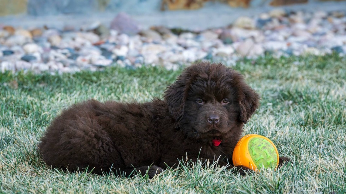 Newfoundland Finds the Sweetest Way To Let His Puppy Sister Join the Game of Catch 