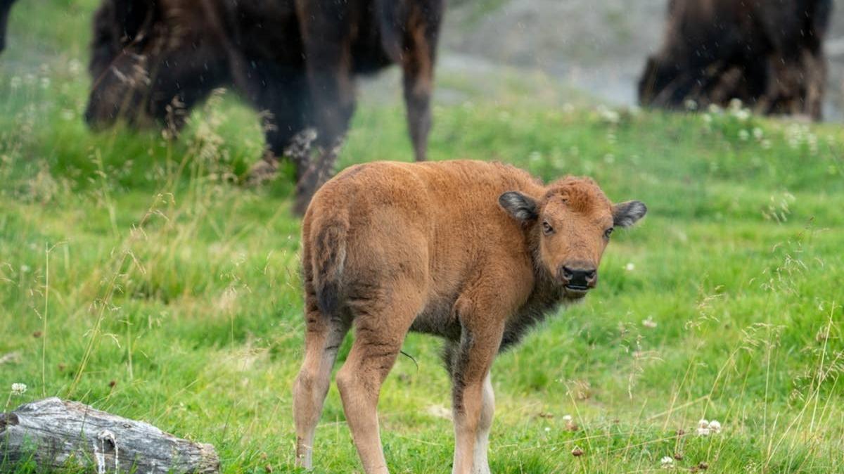 2-day-old baby bison in Alaskan wildlife preserve.