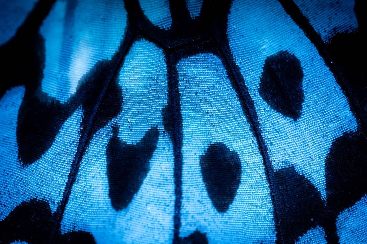  Butterflies can be symbols of change, emotional growth and personal reflection.