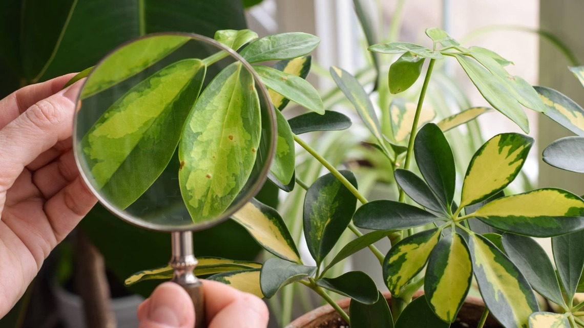 Don't Bring Outdoor Plants Inside Until You've Done This 3-Step Pest Check 