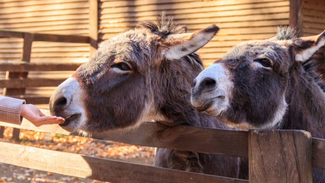 Donkeys Get a Private Concert, and Their Sweet Nuzzles Will Melt Your Heart 