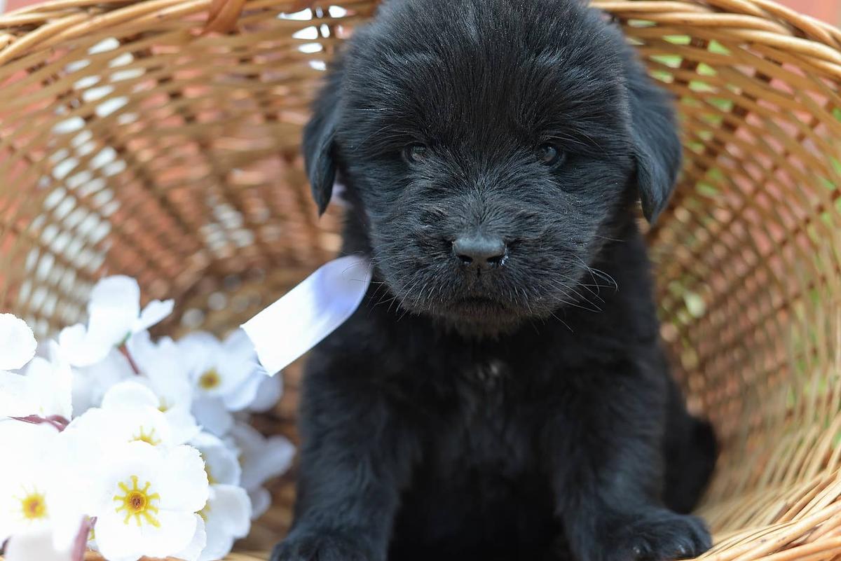  A little black puppy in a basket.