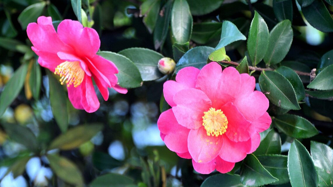 The Sill Just Rolled Out a Gorgeous New Camellia Collection, And I Want to Buy Them All 