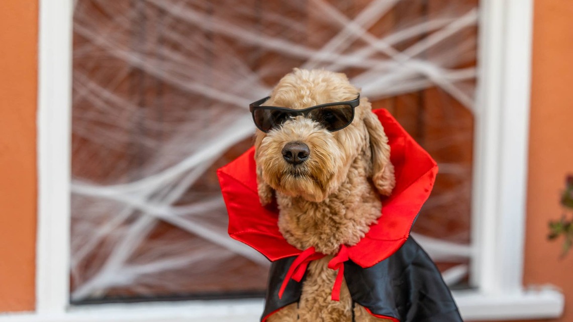 Aldi's Eerily Cute New Dracula Pet Costume Is the Best $7 You'll Spend This Halloween 