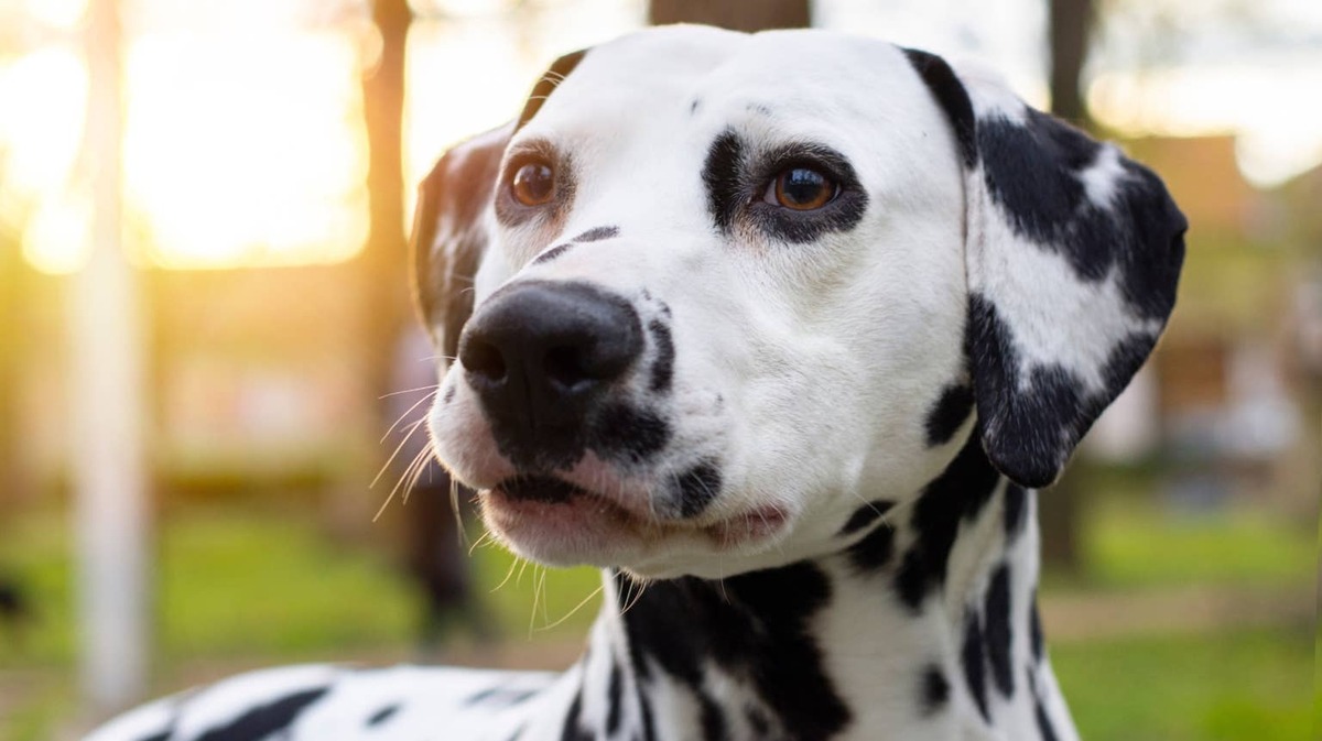 dalmatian. 