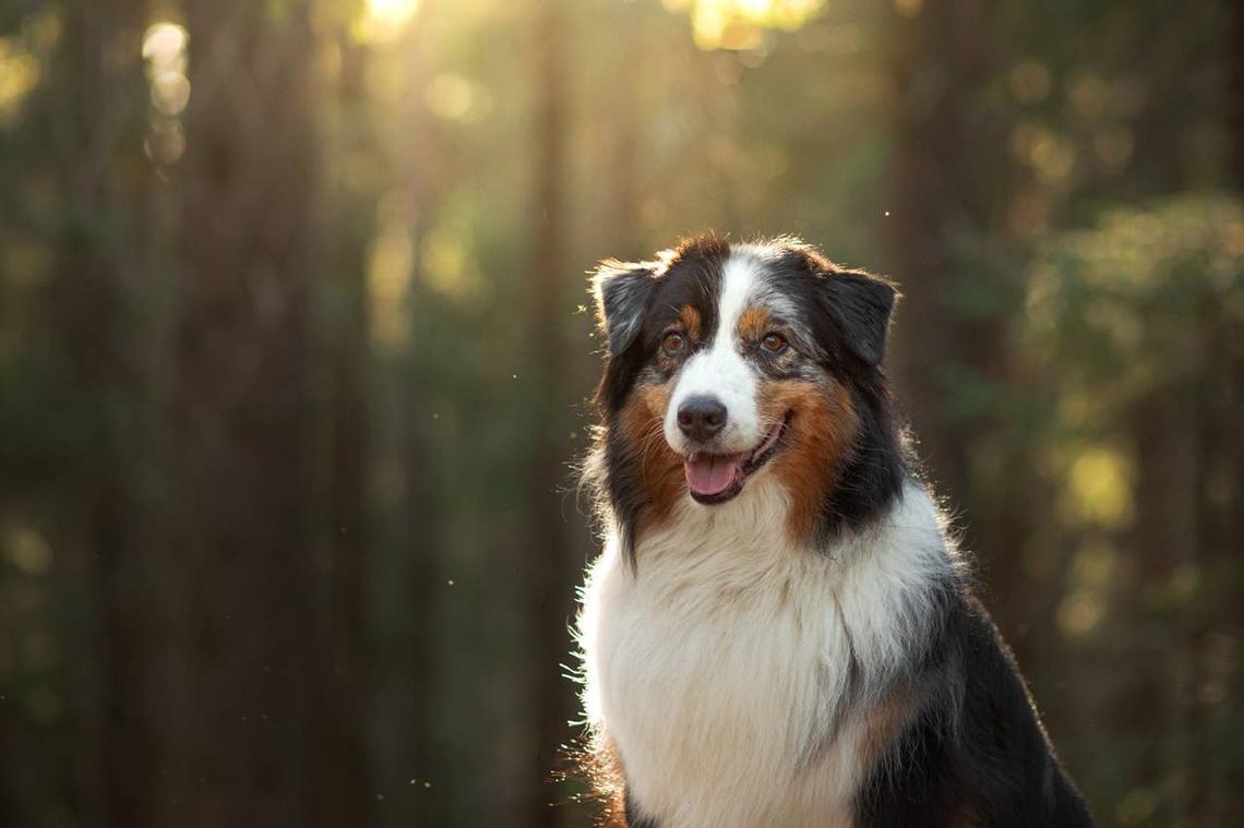  An Australian Shepherd on a hike in the woods. 