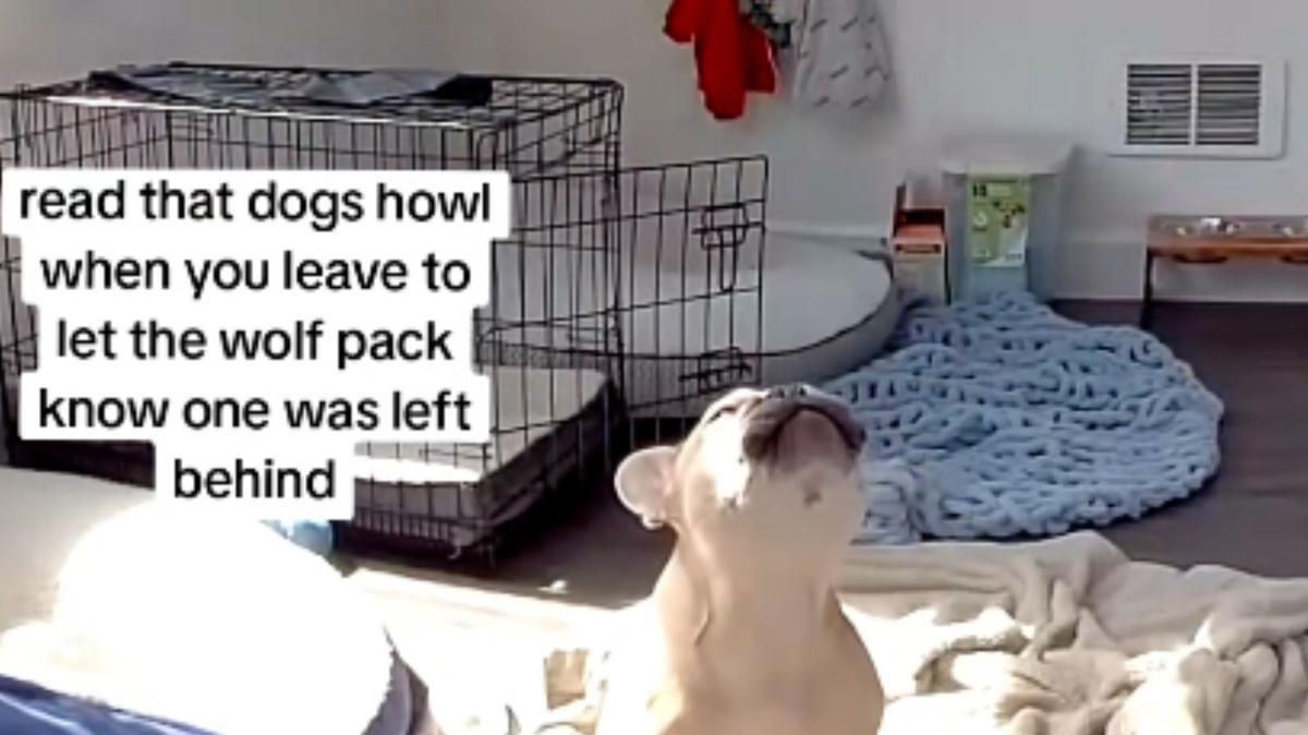 Screenshot from a TikTok video of French bulldog howling the first few minutes after his owner left him home alone. 