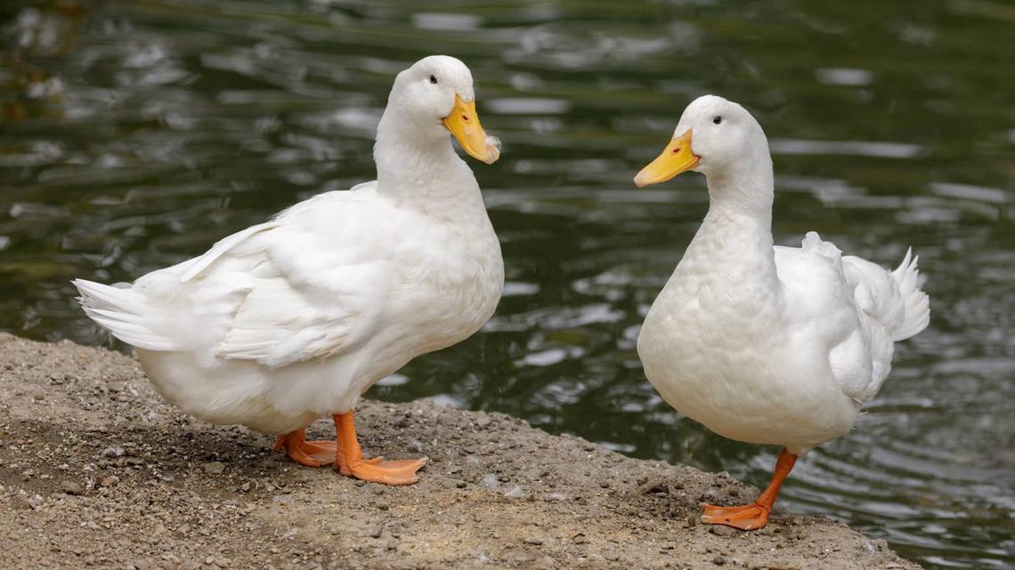 Ducks in Woman's Backyard Are Raising a Baby That Definitely Isn't a Duckling 
