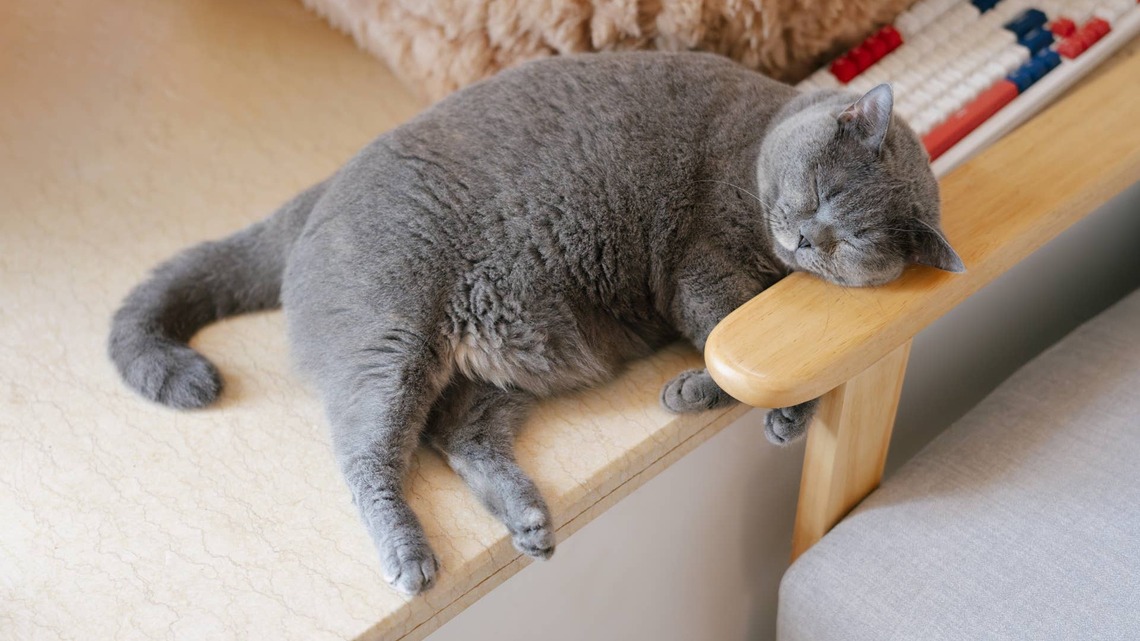 Squishy British Shorthair Cat Proves Sometimes the Best Therapy Has a Fluffy Belly 