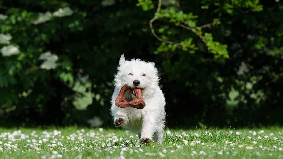 Small white dog with toy in their mouth.
