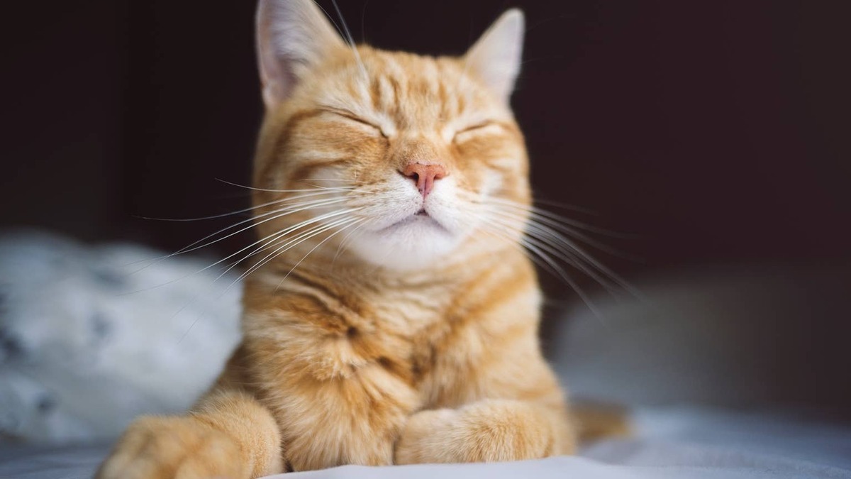 Orange cat relaxing with eyes closed. 