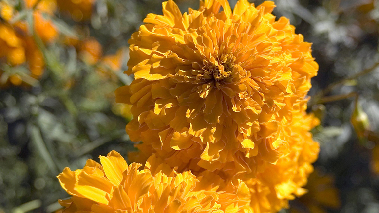 Marigolds: A potential ‘superfood' full of fiber and protein
