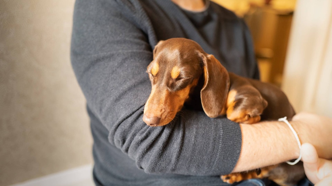 Dachshund's Adorable Reaction to Mom's New Boyfriend Is Melting Hearts 