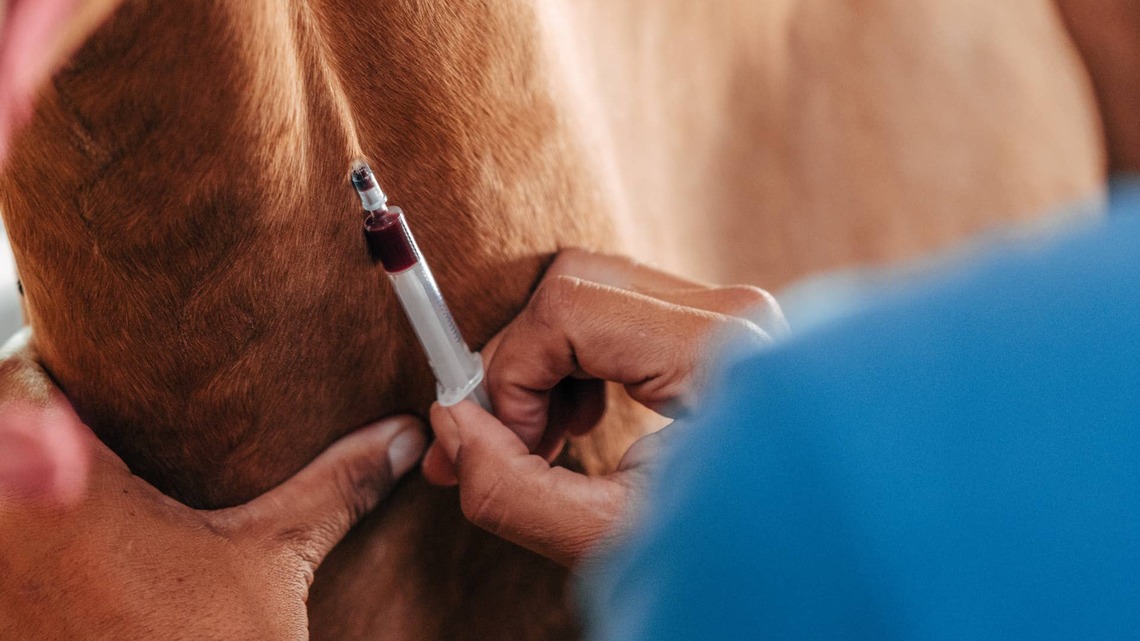 Study Offers New Clues In Search For Blood Test To Flag Racehorse Injury Risk 