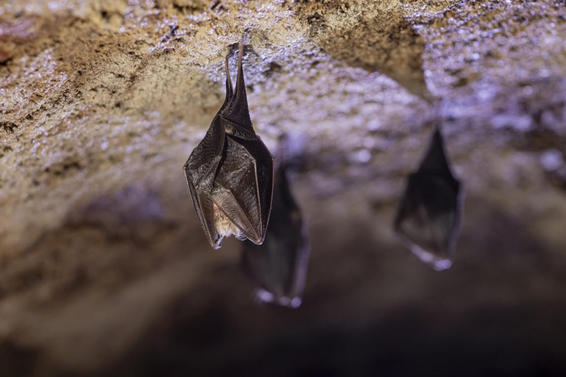  There are lots of myths about bats that have been debunked. 