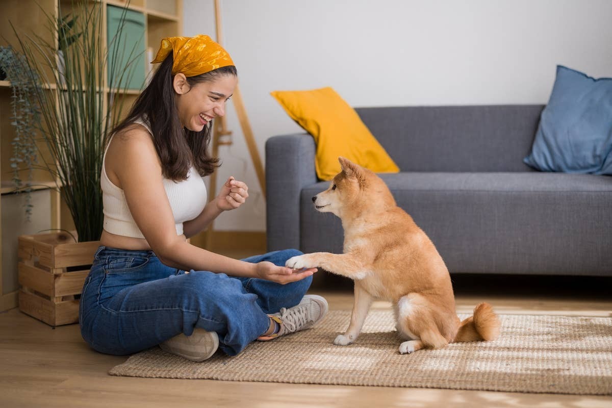  A dog parent communicating with her dog.